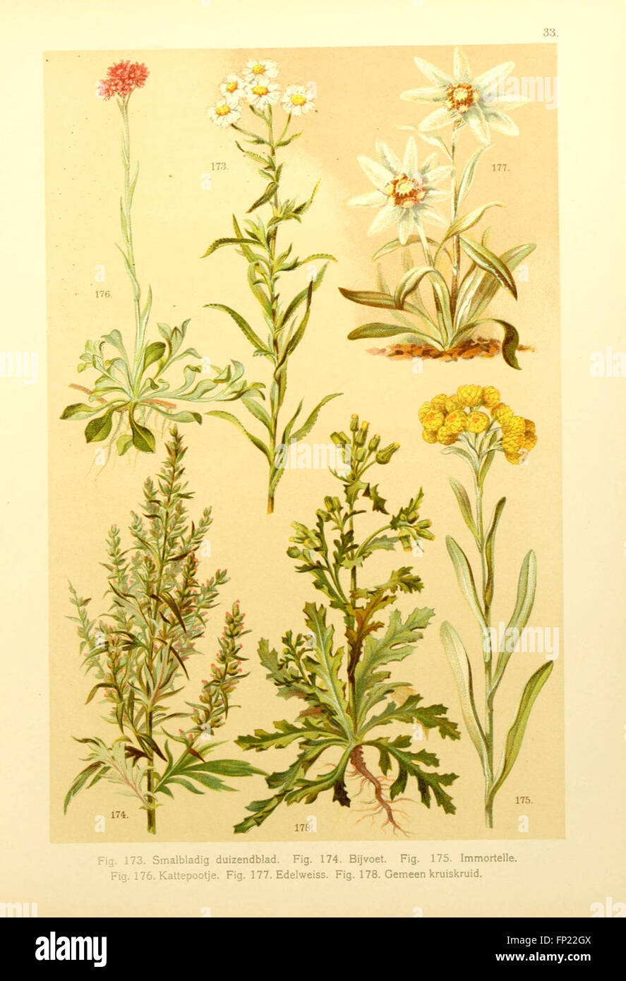 A botanical illustration showcasing plant species from the local flora ...