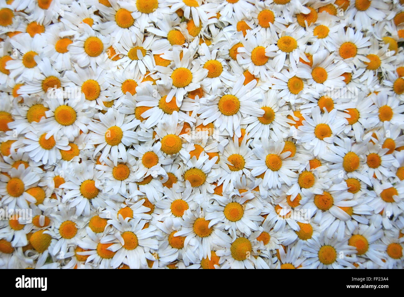 Chamomile Carpet High Resolution Stock Photography and Images - Alamy