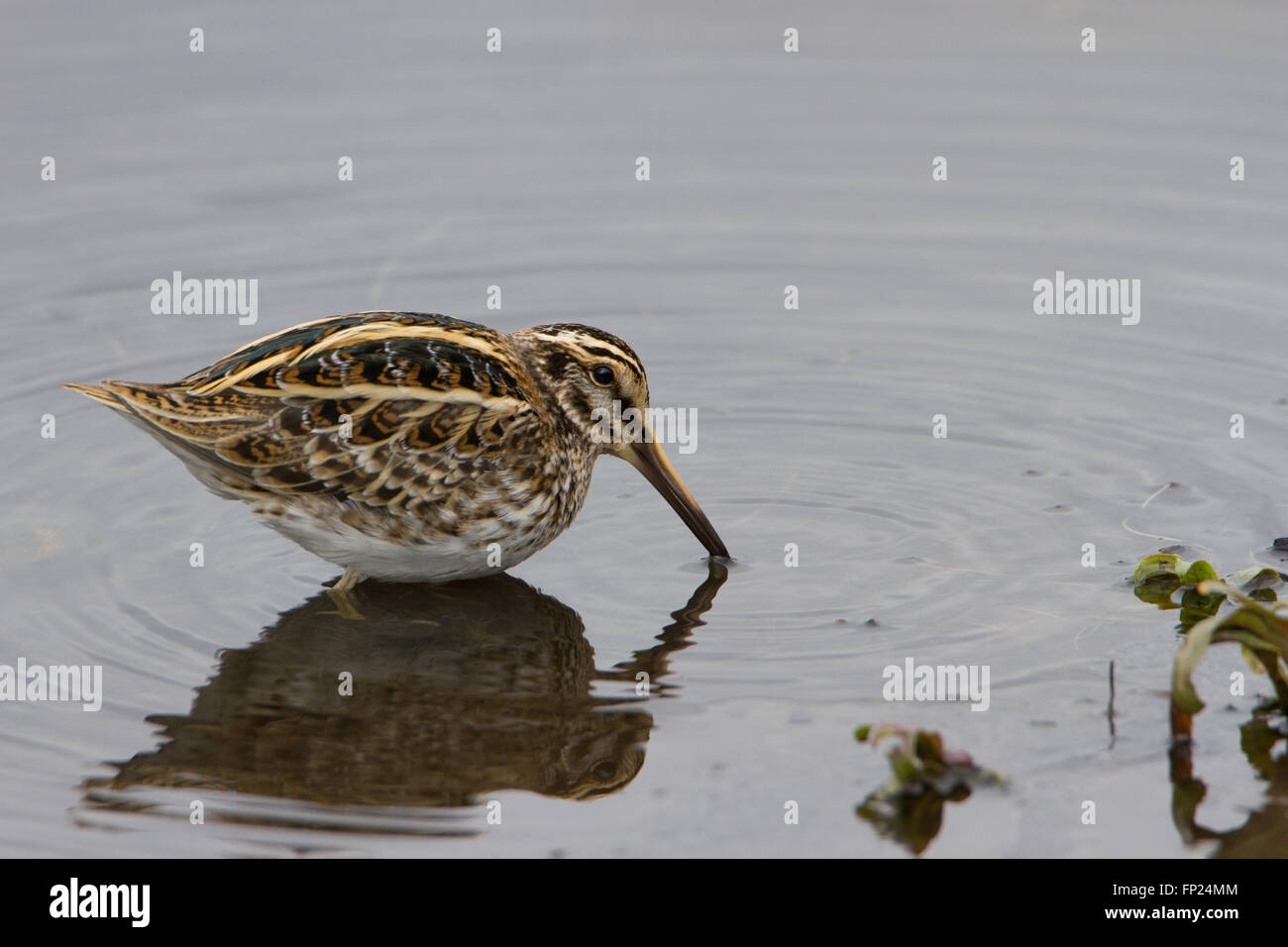 Jack snipe (Lymnocryptes minimus) feeding in a marsh in winter, in the West Midlands, UK. Stock Photo