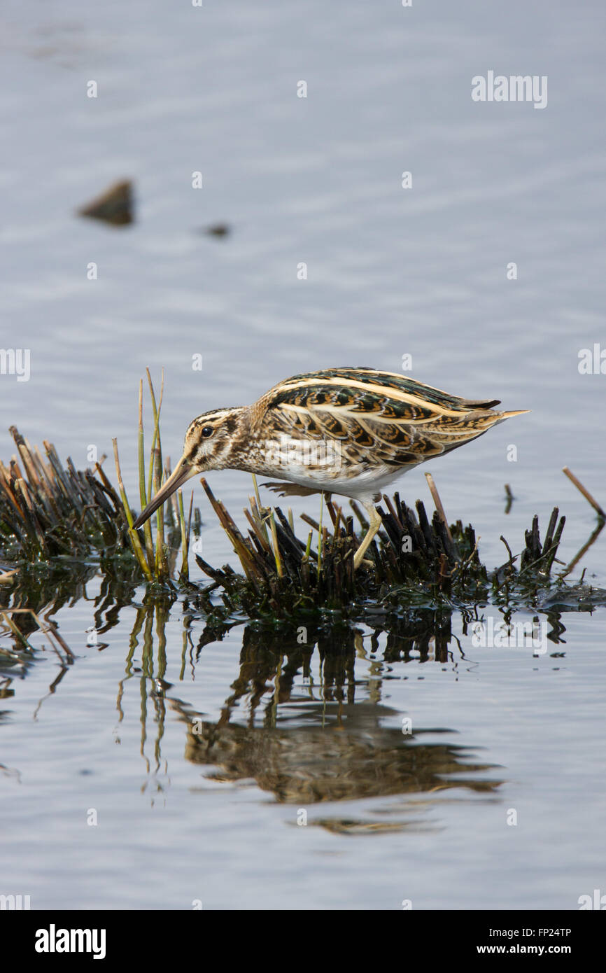 Jack snipe (Lymnocryptes minimus) feeding in a marsh in winter, in the West Midlands, UK. Stock Photo