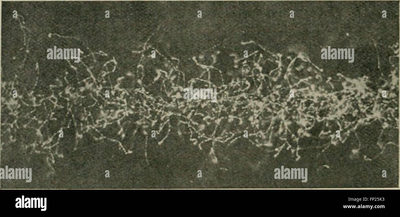 Radium, X rays and the living cell (1915 Stock Photo Alamy