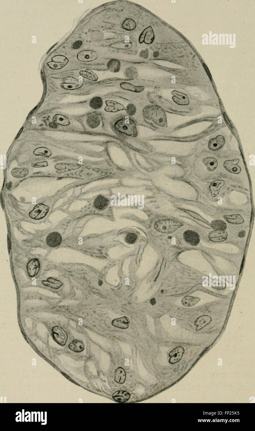 Radium, X rays and the living cell (1915 Stock Photo Alamy