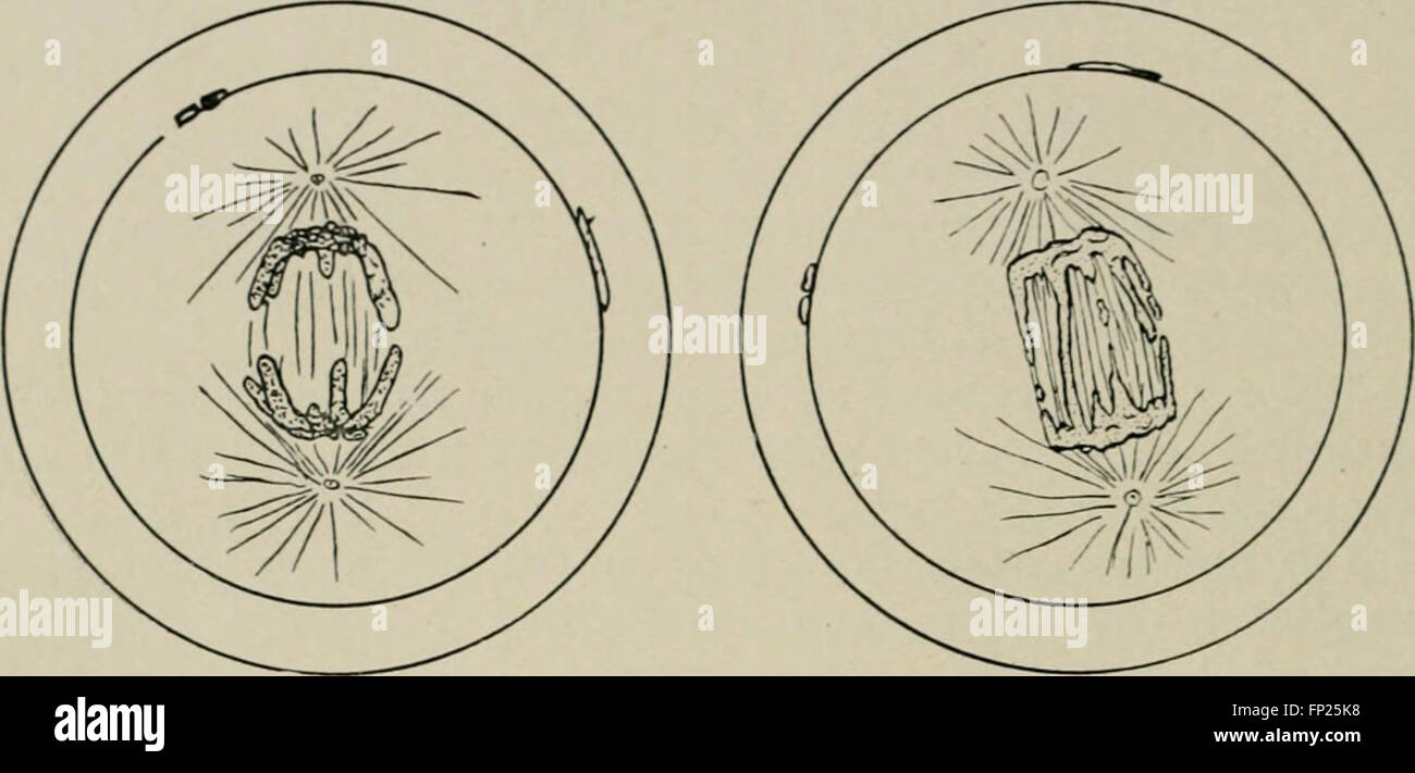 Radium, X rays and the living cell (1915 Stock Photo Alamy