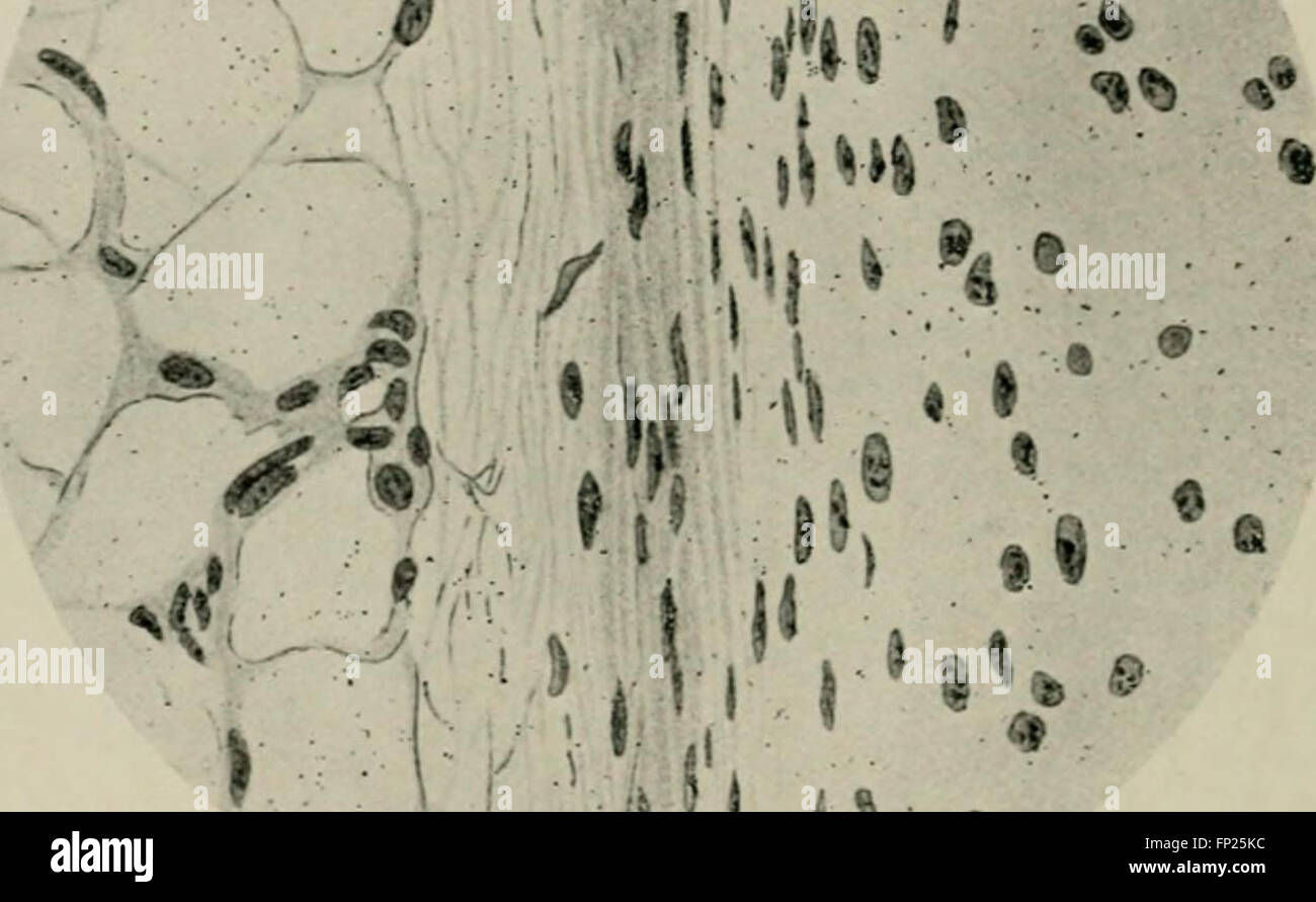 Radium, X rays and the living cell (1915 Stock Photo Alamy