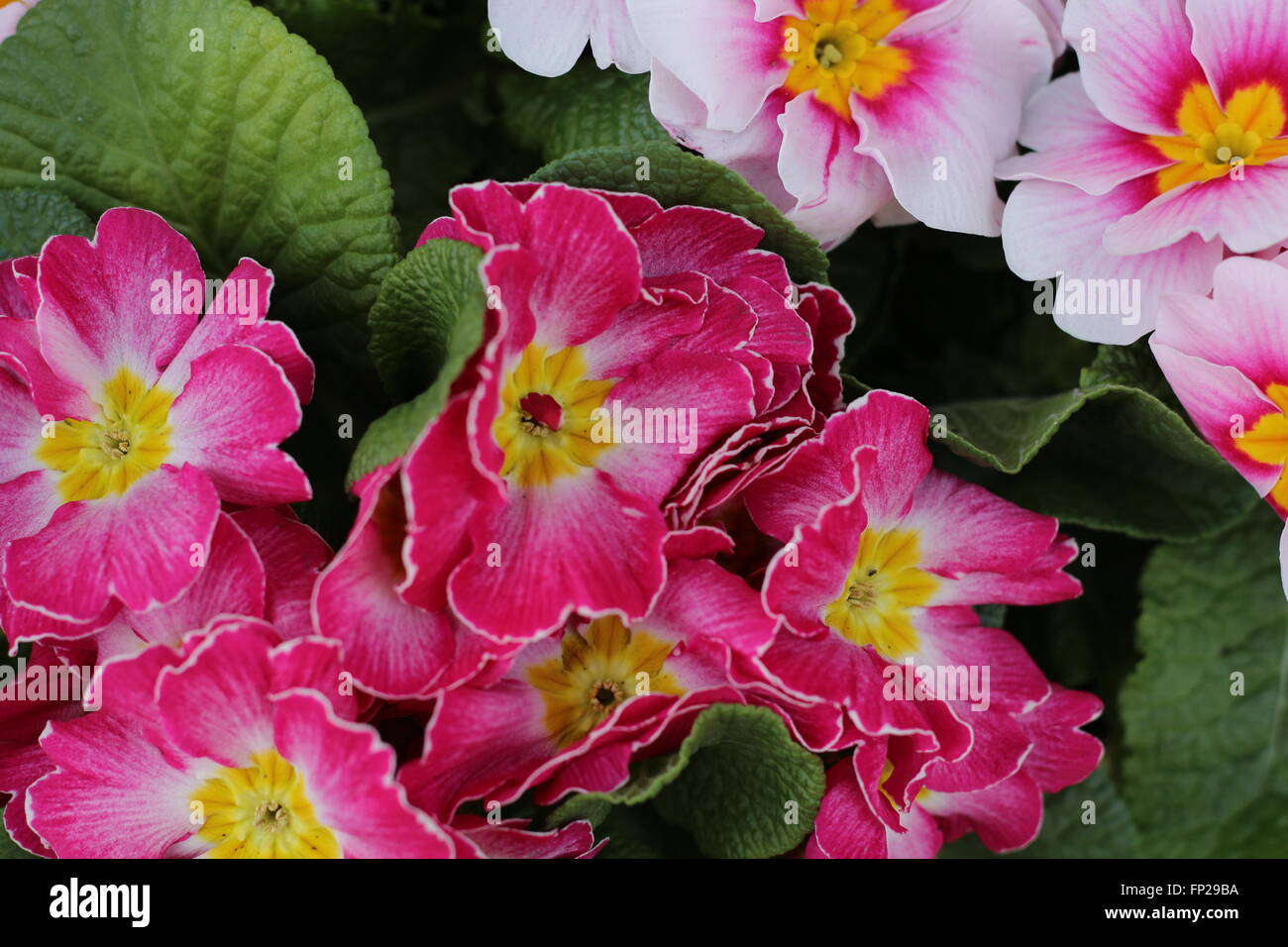 primroses in a flower pot Stock Photo