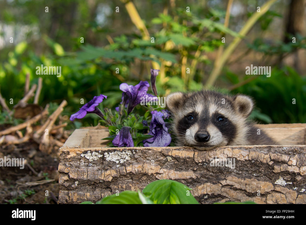 Funny raccoon hi-res stock photography and images - Alamy
