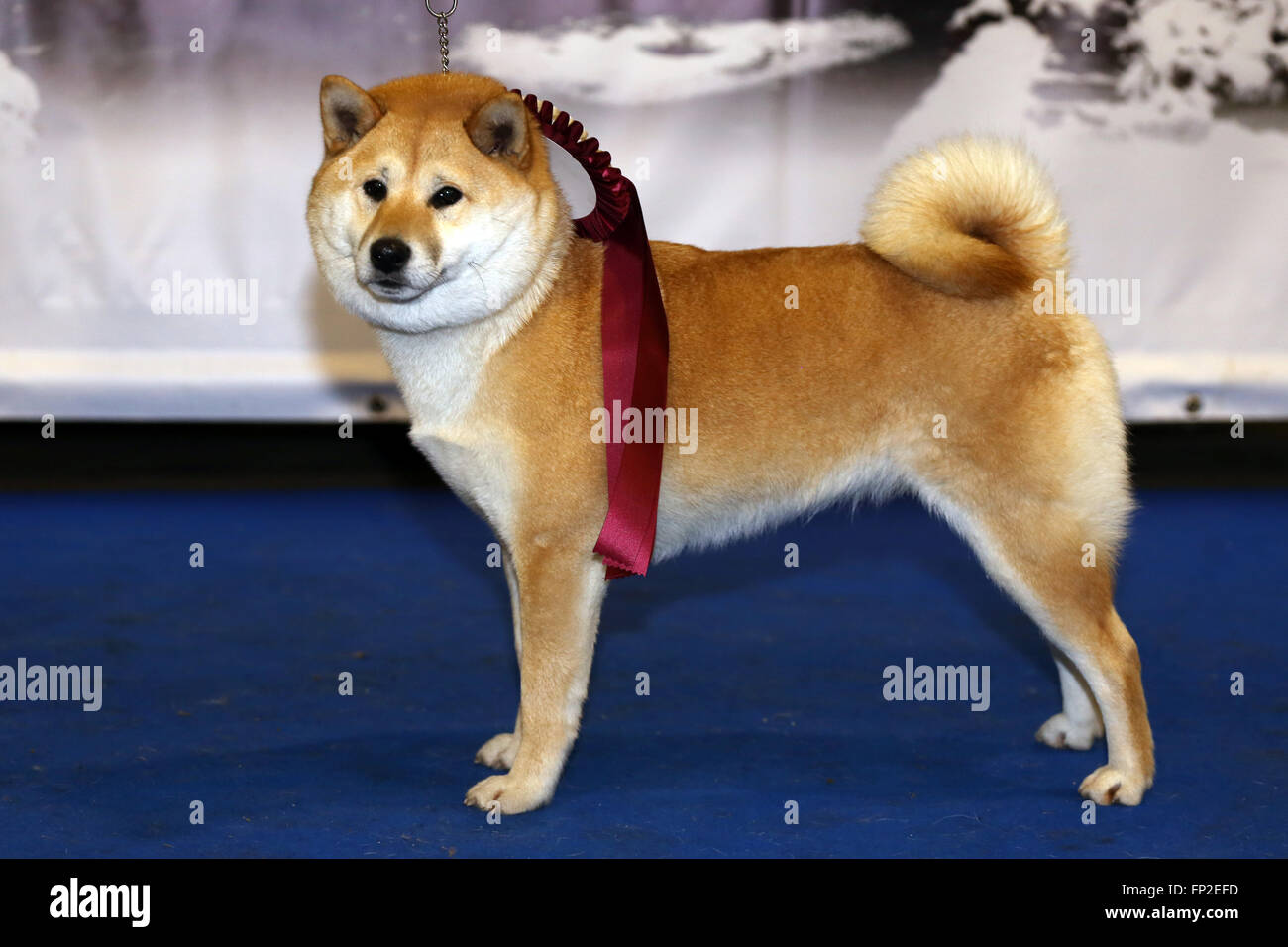 Japanese Dog Breed Shiba Inu With Award Winner Rosette Stock
