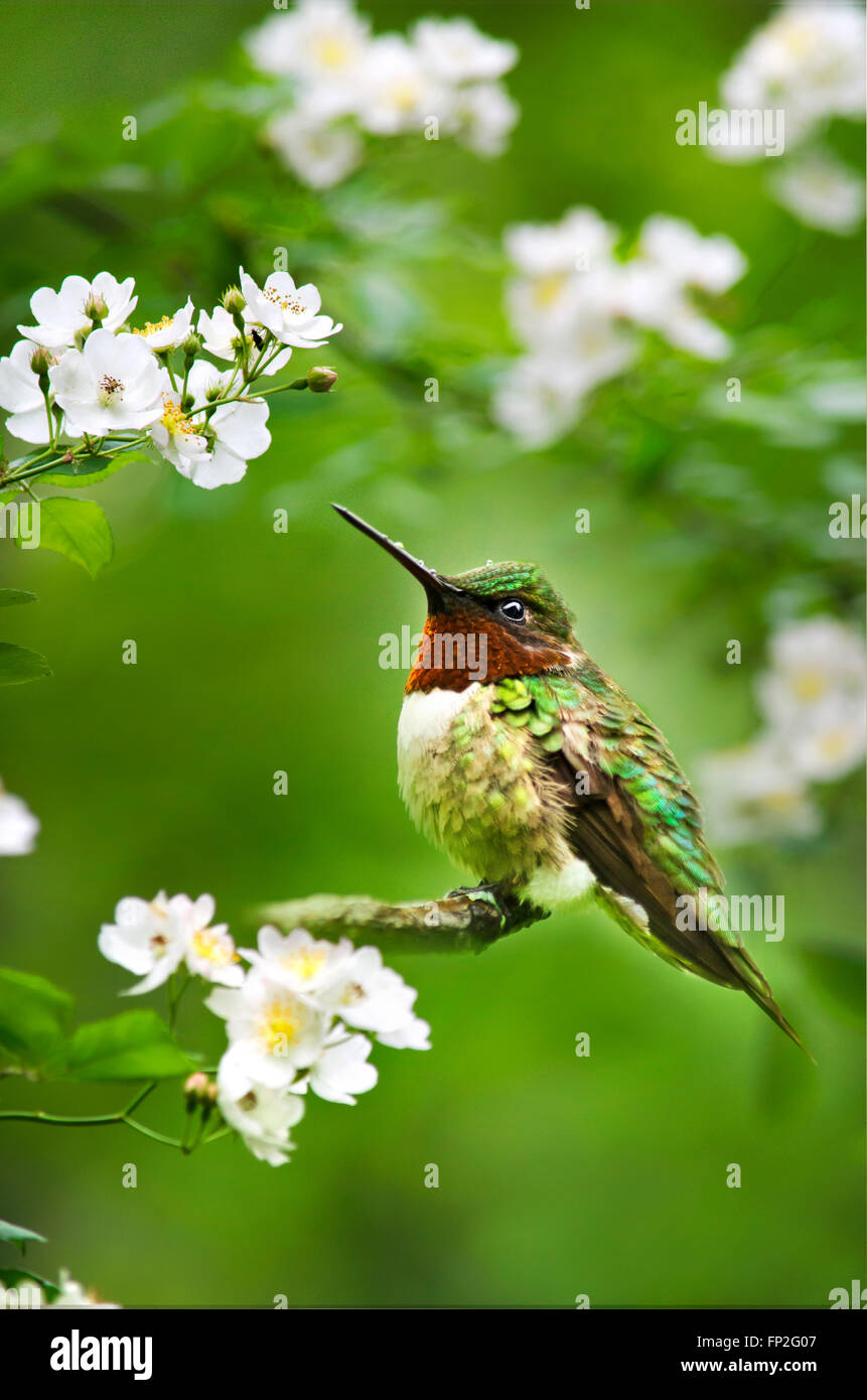 Hummingbird perched with white flower blooms in summer garden habitat Stock Photo