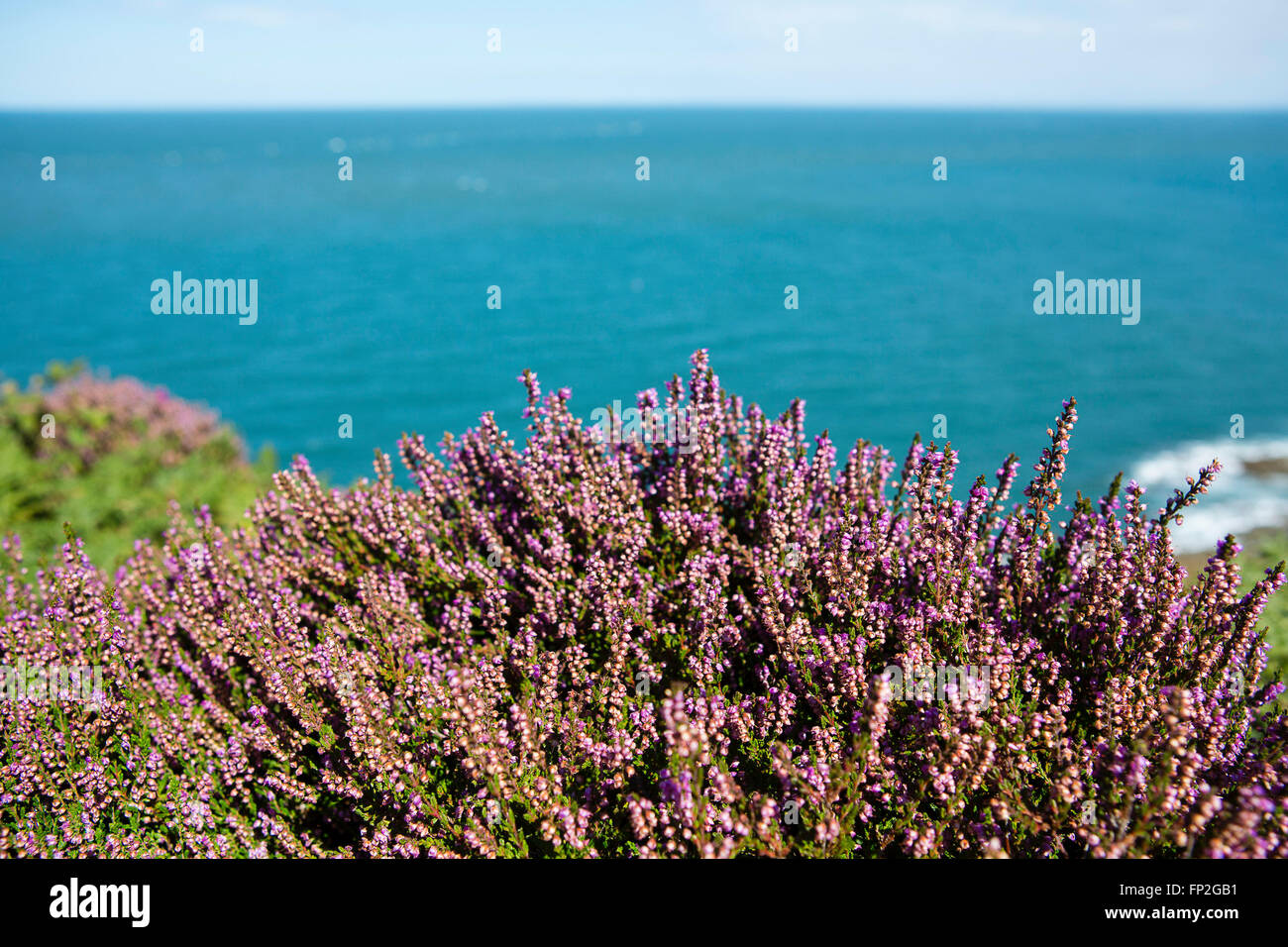Close up of bracken and heather on the edge of the cliff in Devon, Uk. Stock Photo