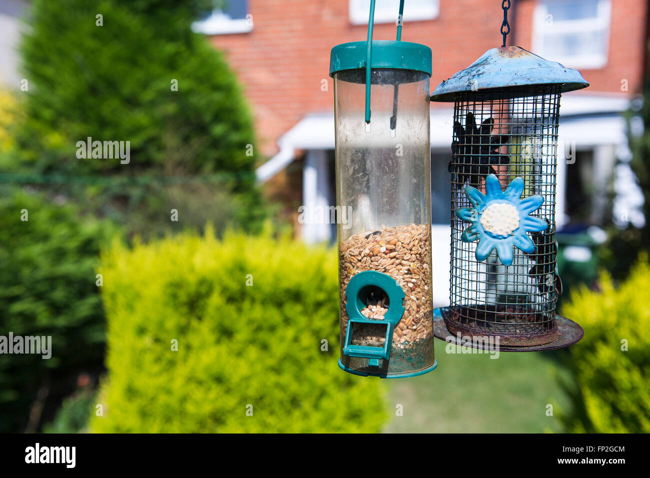 Bird feeders hanging in the garden of a house in the UK. Stock Photo