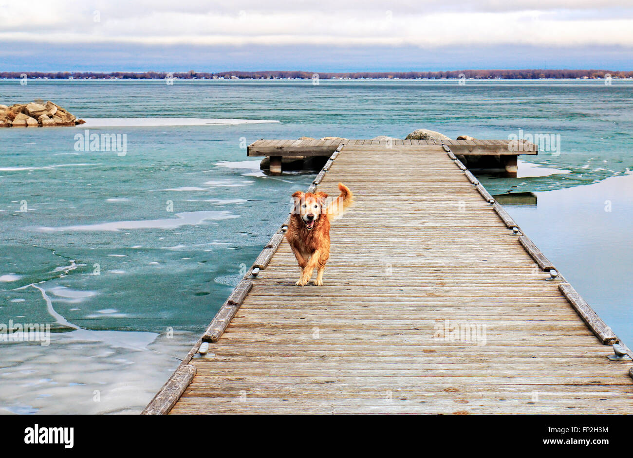 Golden Retriever dog joyfully running on the jetty after an exciting 'Polar Doggie Dip' in the icy water of Lake Simcoe in early Stock Photo