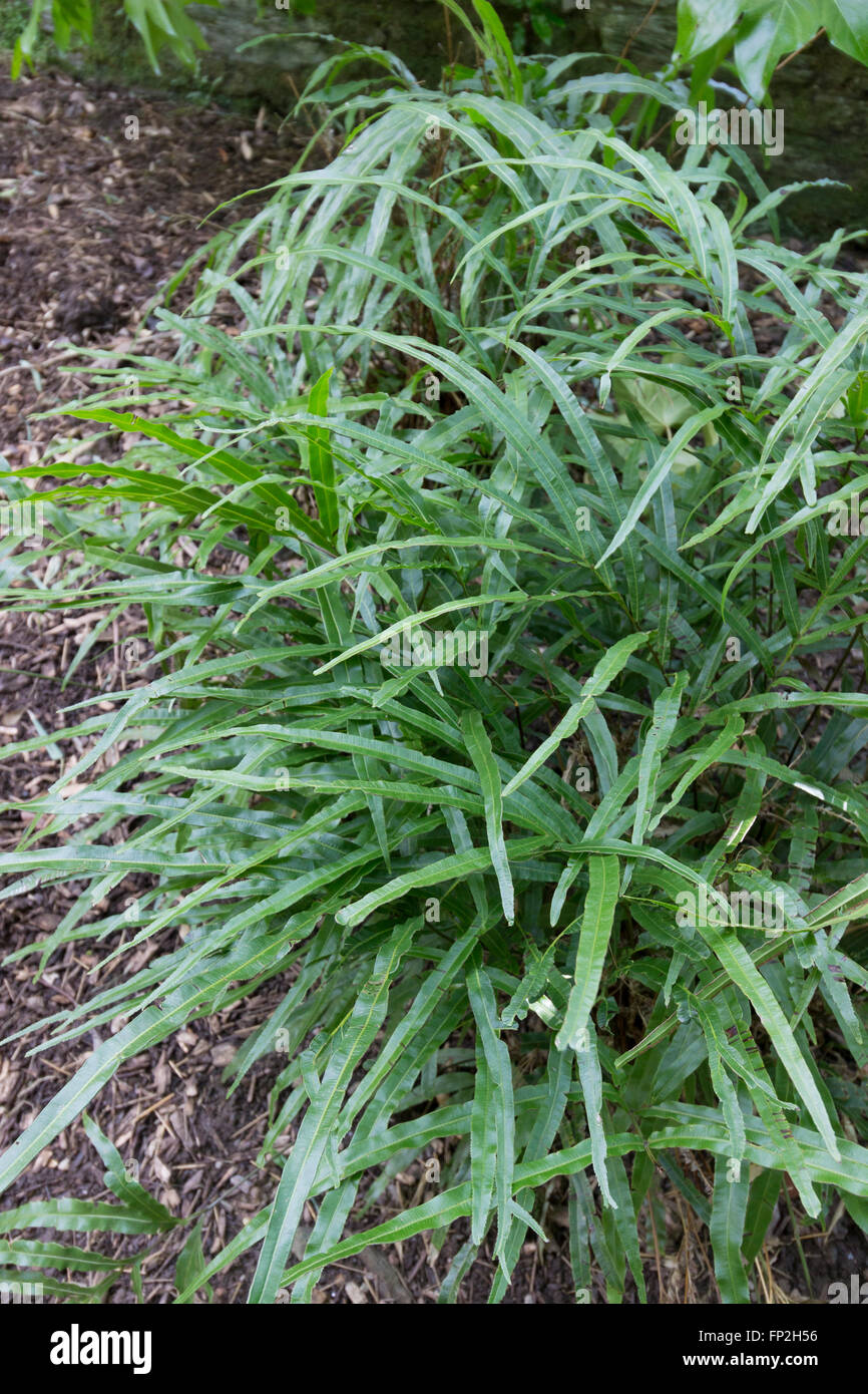 Long evergreen leaflets of the Cretan brake fern, Pteris cretica.  Hardy only in very mild UK gardens. Stock Photo