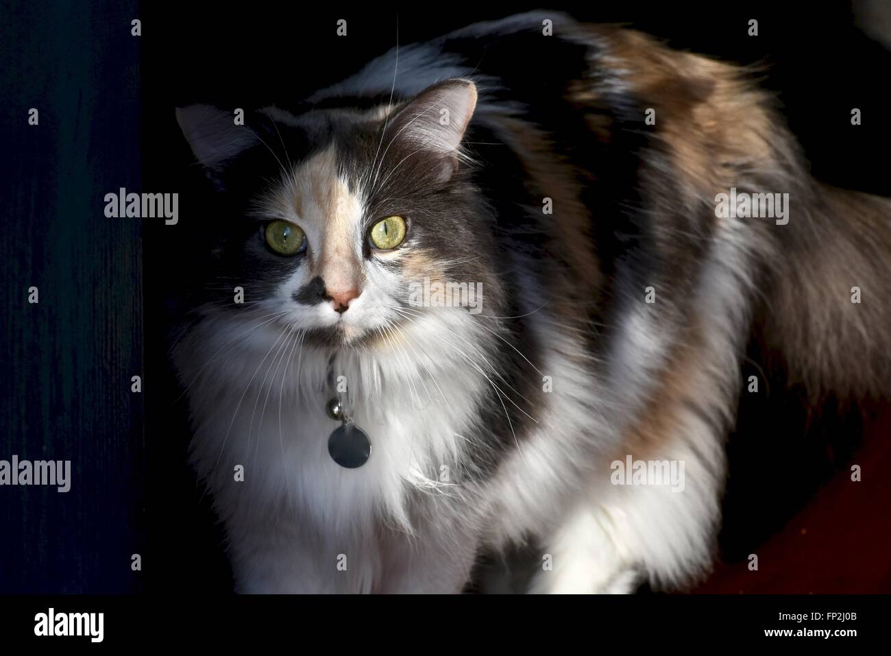 Calico Cat Felis Catus Stock Photo 99632299 Alamy