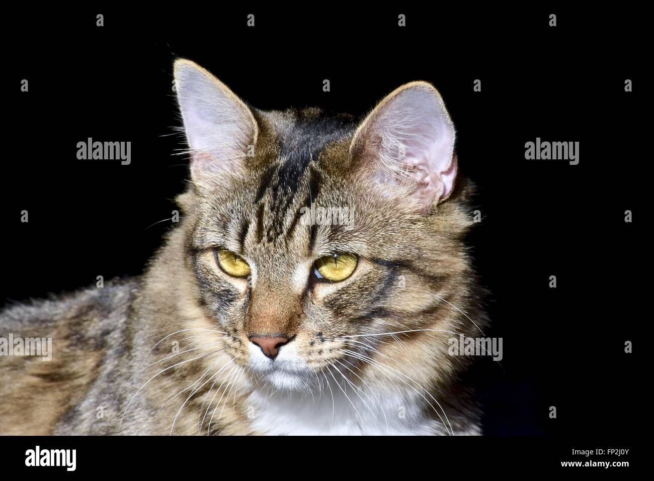 Male tabby cat (Felis catus) portrait with black background Stock Photo