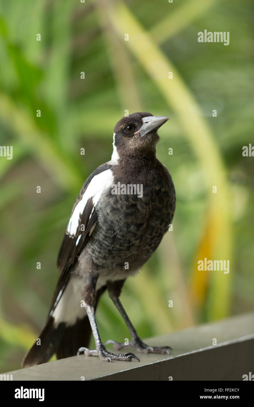 Immature Magpie resting on a balcony rail Palm Beach New South Wales Australia Stock Photo
