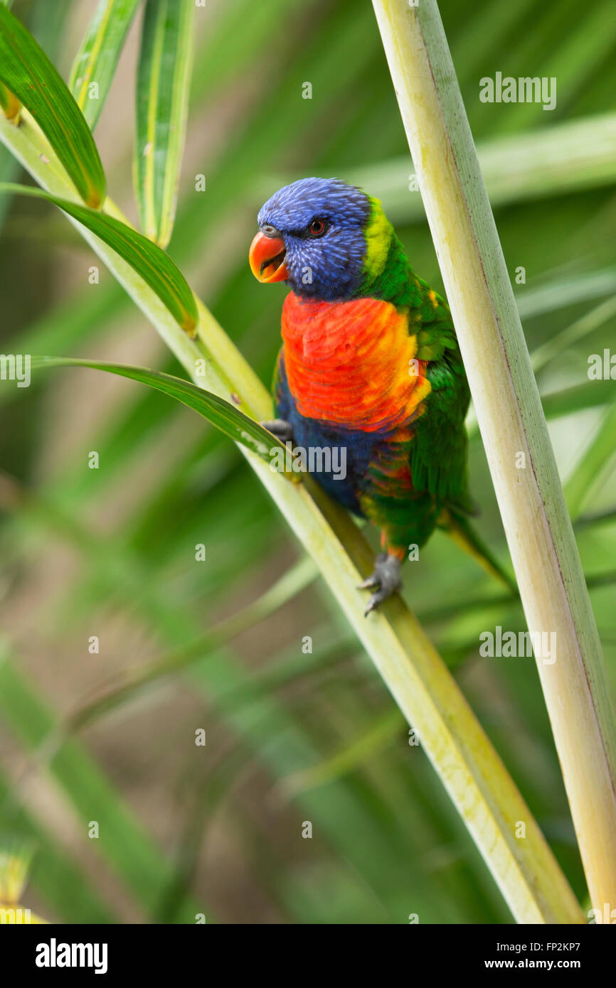 Rainbow Lorikeet perched on a Golden Cane Palm Palm Beach New South Wales Australia Stock Photo