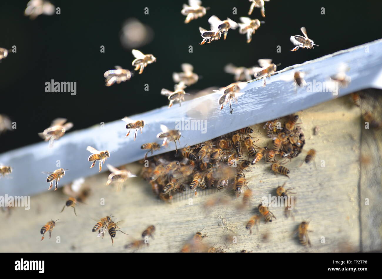 Bees flying beehive hi-res stock photography and images - Alamy