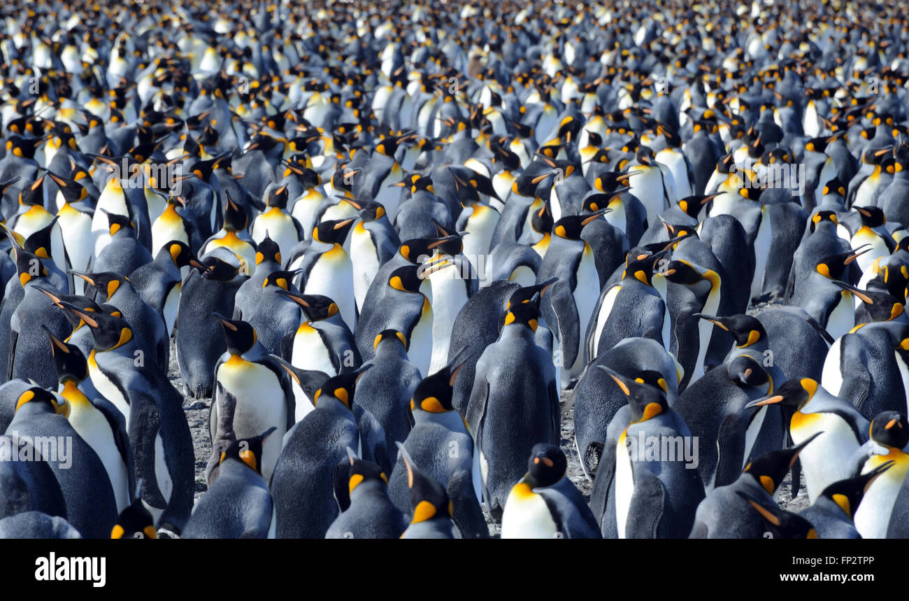 King penguins (Aptenodytes patagonicus) crowd together at their