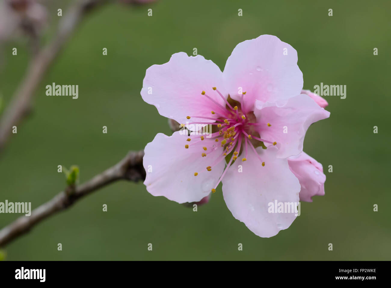 Nectarine fruit hires stock photography and images Alamy