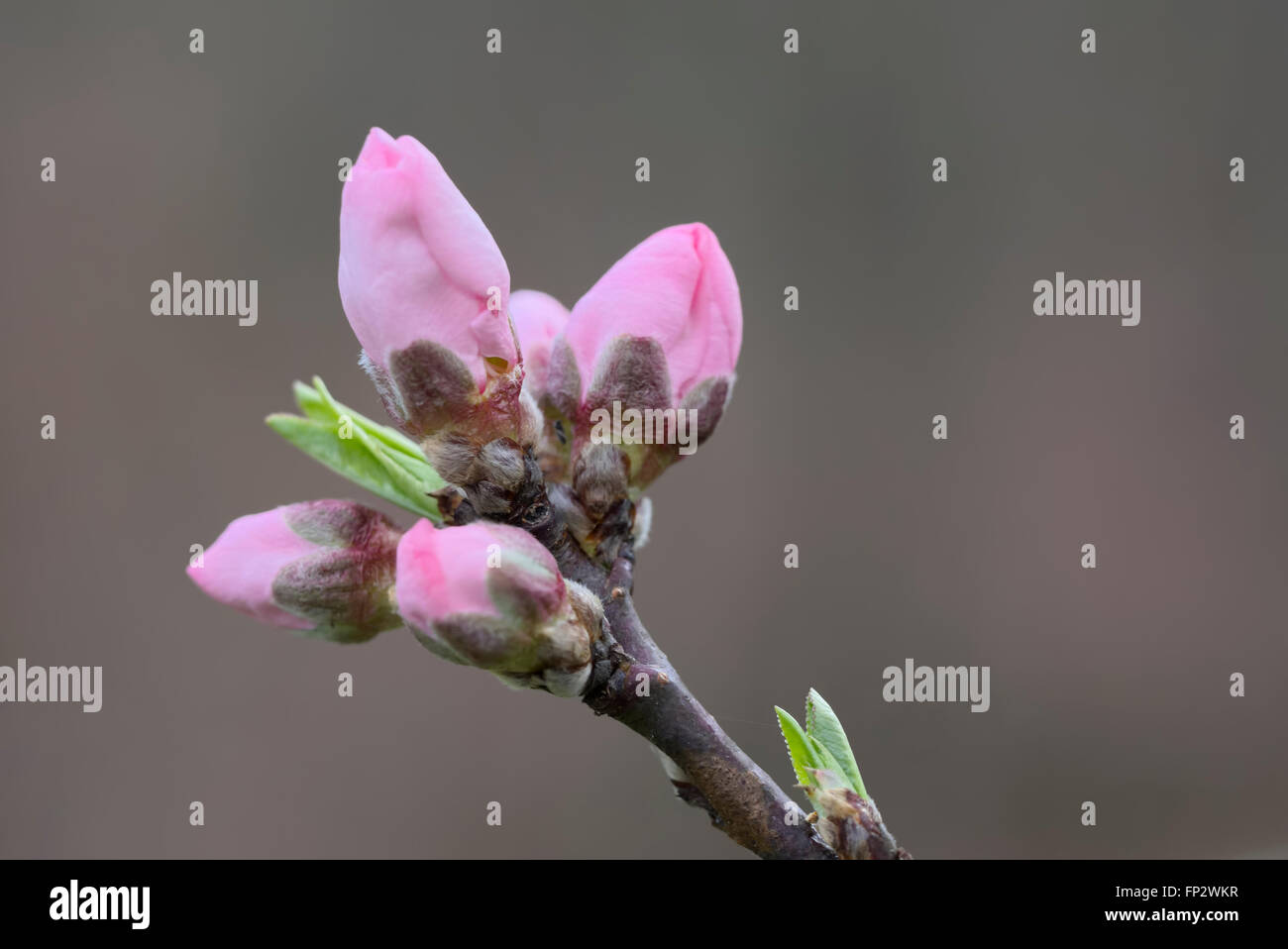 Nectarine fruit tree buds and flowers. Super Sweet / Sweet Pearl Stock