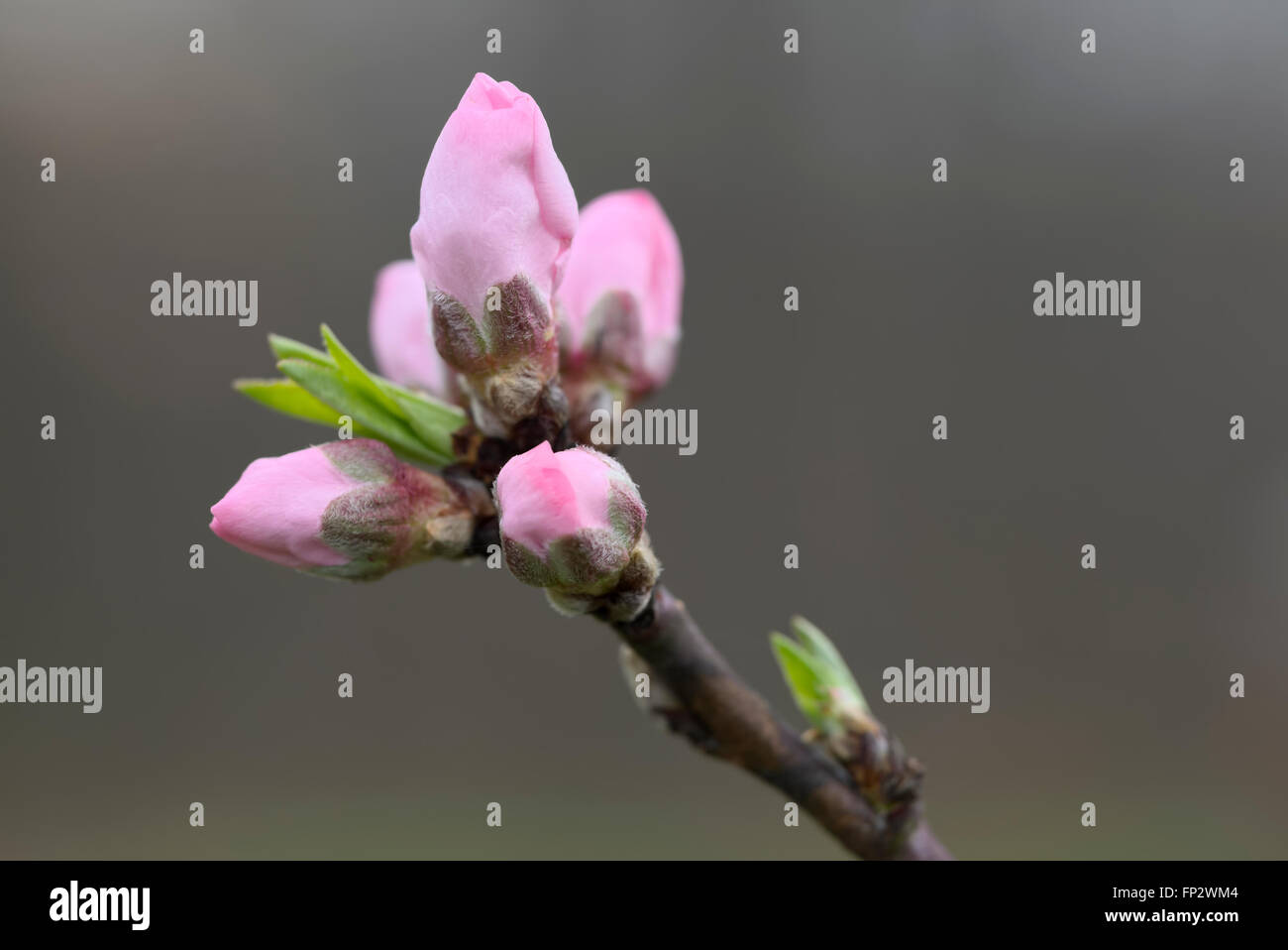 Nectarine fruit tree buds and flowers. Super Sweet / Sweet Pearl Stock