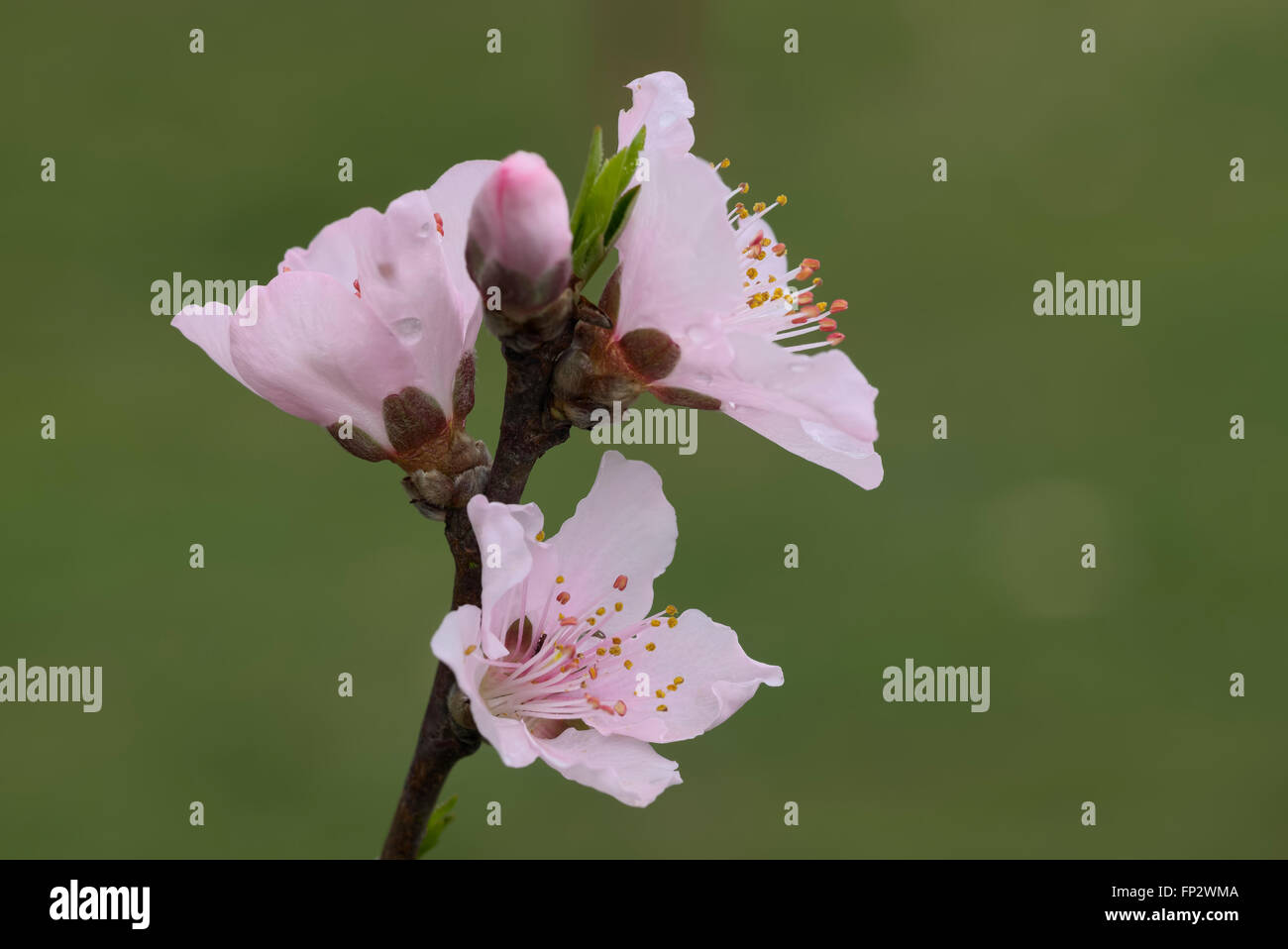 Nectarine fruit tree buds and flowers. Super Sweet / Sweet Pearl Stock
