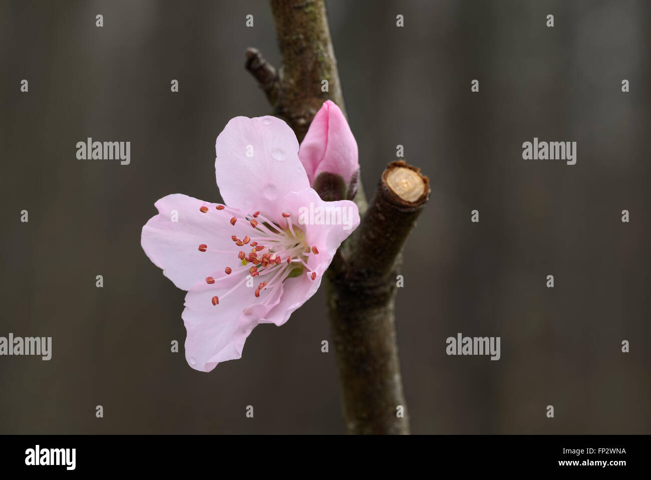 Nectarine tree hires stock photography and images Alamy