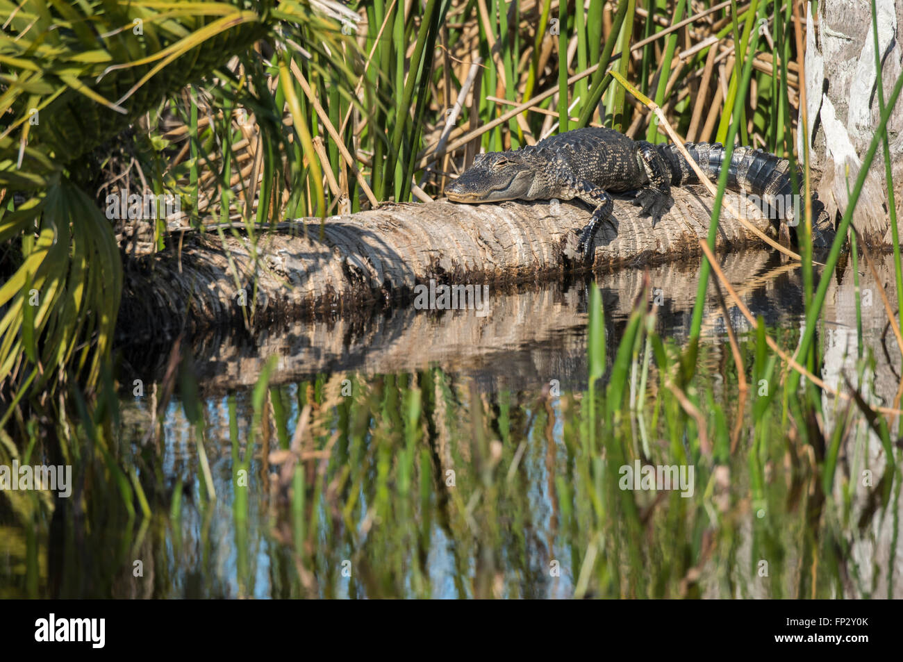 Alligator sunning on log at Viera Wetlands, FL Stock Photo