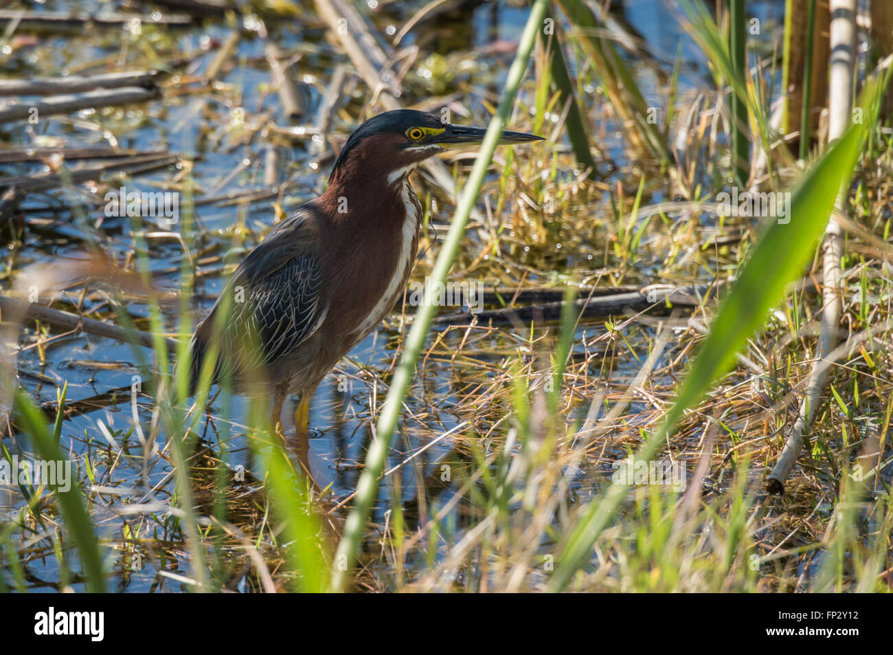 Green Heron feeding in marsh grasses Stock Photo