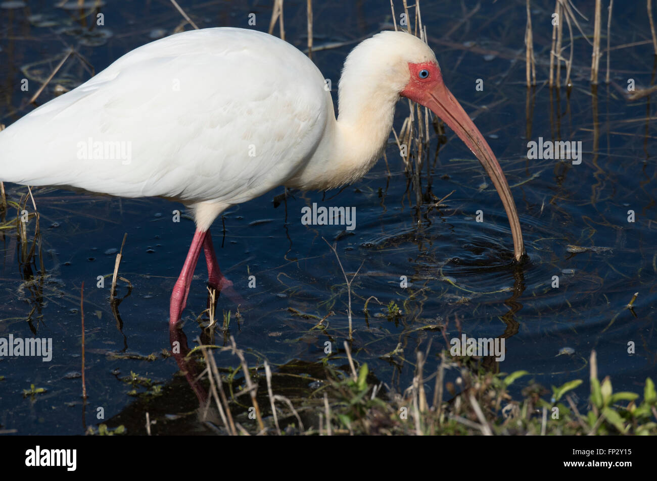 White Ibis feeding in fresh water marsh Stock Photo