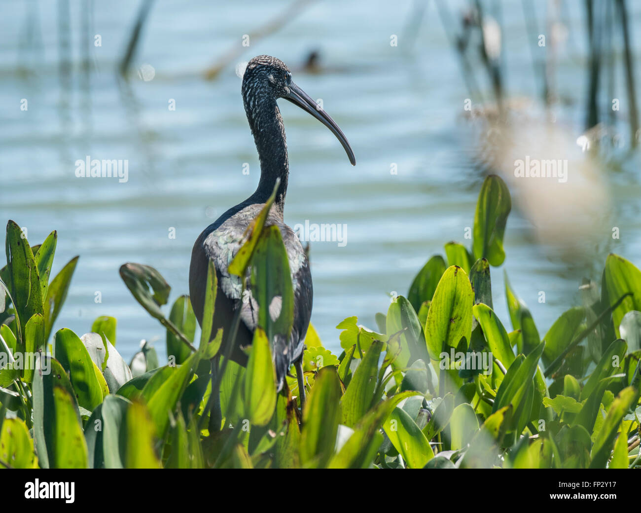 Glossy Ibis feeding in wetlands, Viera, FL Stock Photo