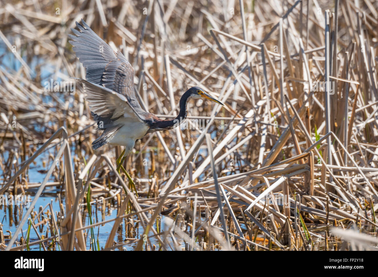Tri Color Heron active feeding in marsh reeds Stock Photo