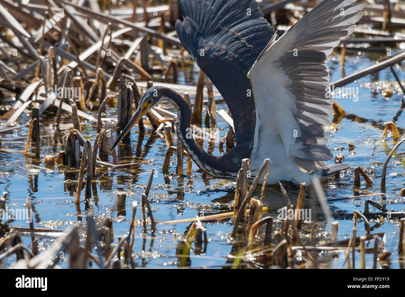 Tri Color Heron active feeding in marsh reeds Stock Photo