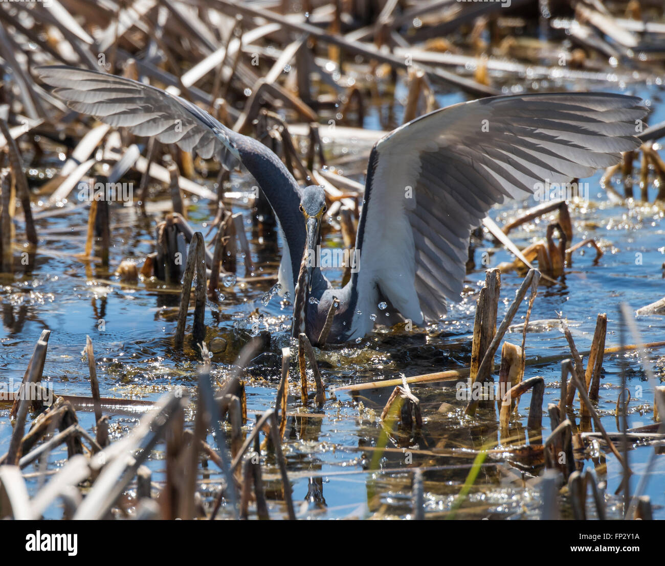 Tri Color Heron active feeding in marsh reeds Stock Photo