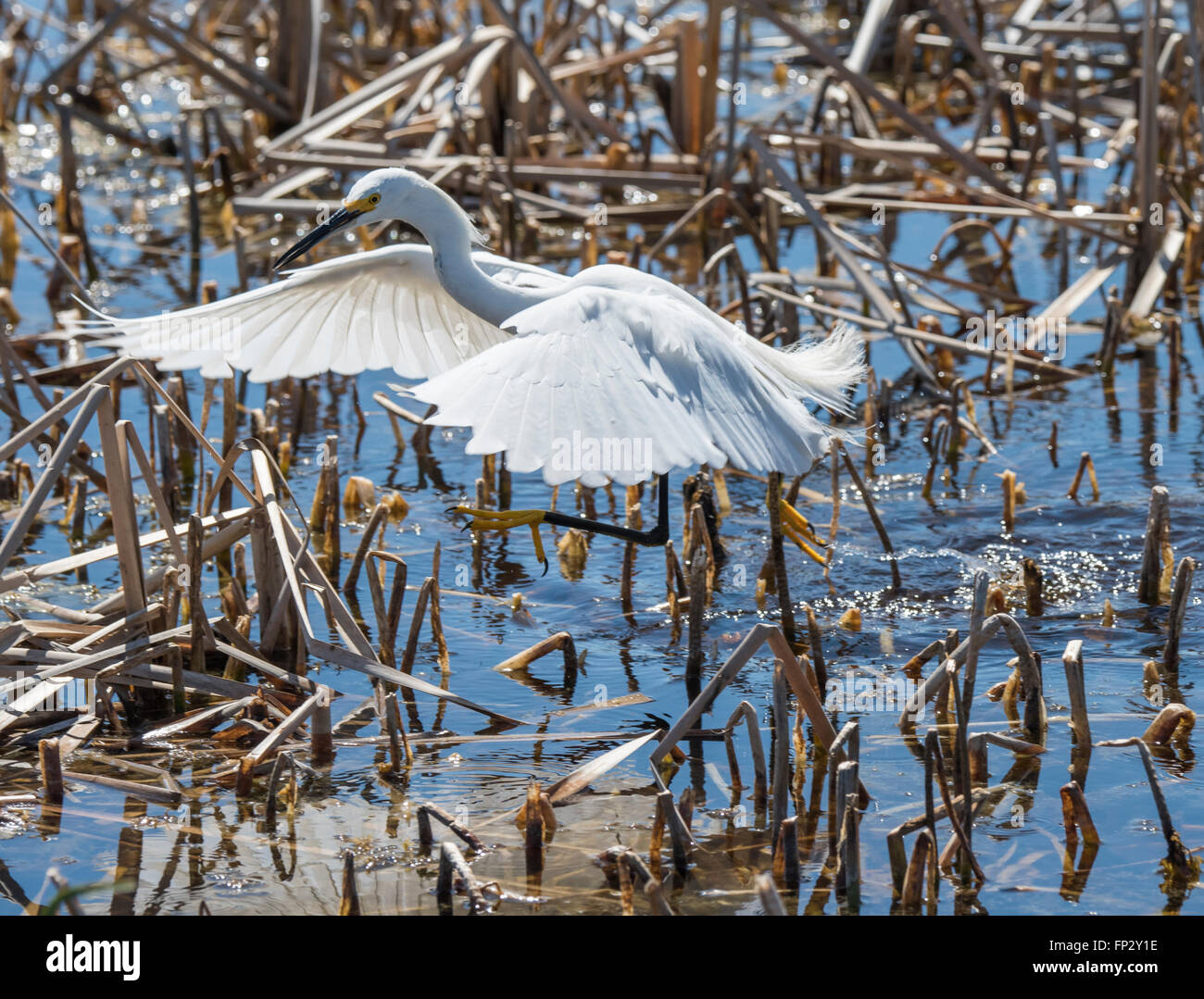 Snowy Egret feeding in fresh water marsh Stock Photo
