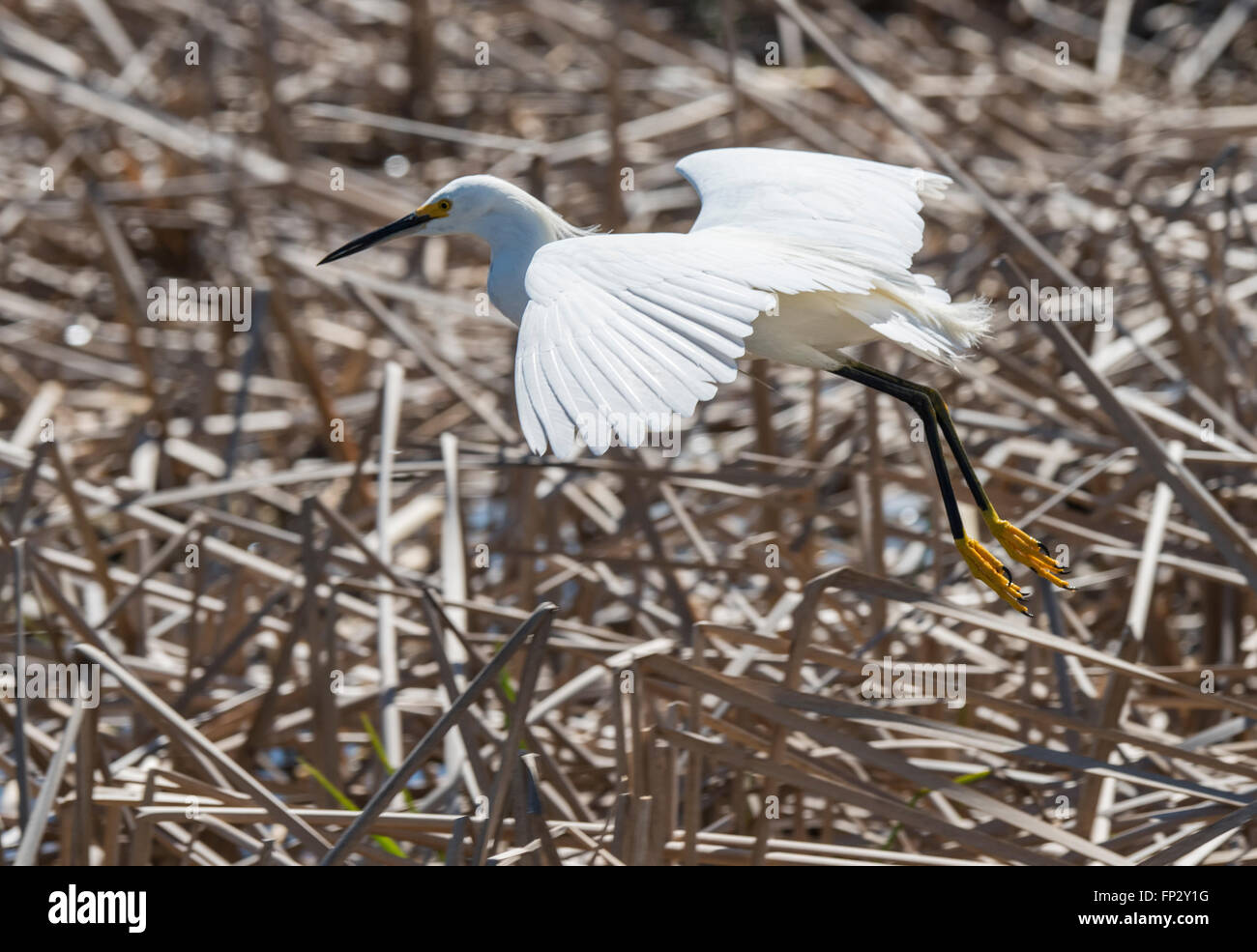 Snowy Egret feeding in fresh water marsh Stock Photo