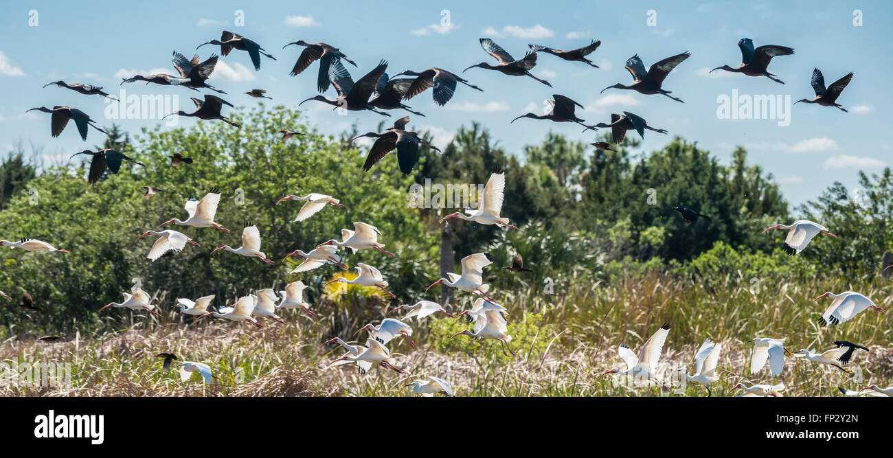 Contrasting flocks of White Ibis and Glossy Ibis birds take flight,  flying in layers Stock Photo