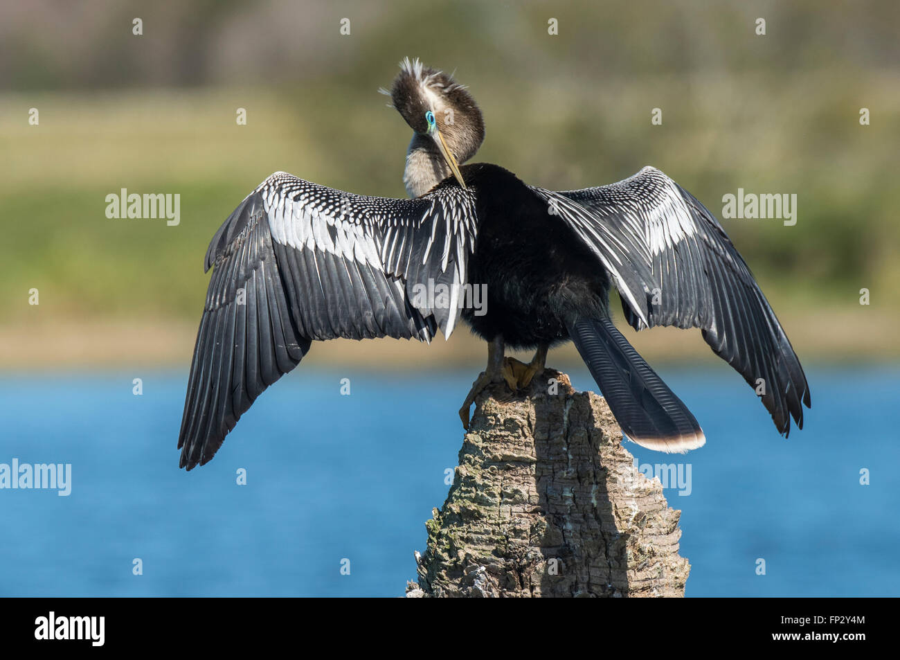 Male snake hires stock photography and images Alamy
