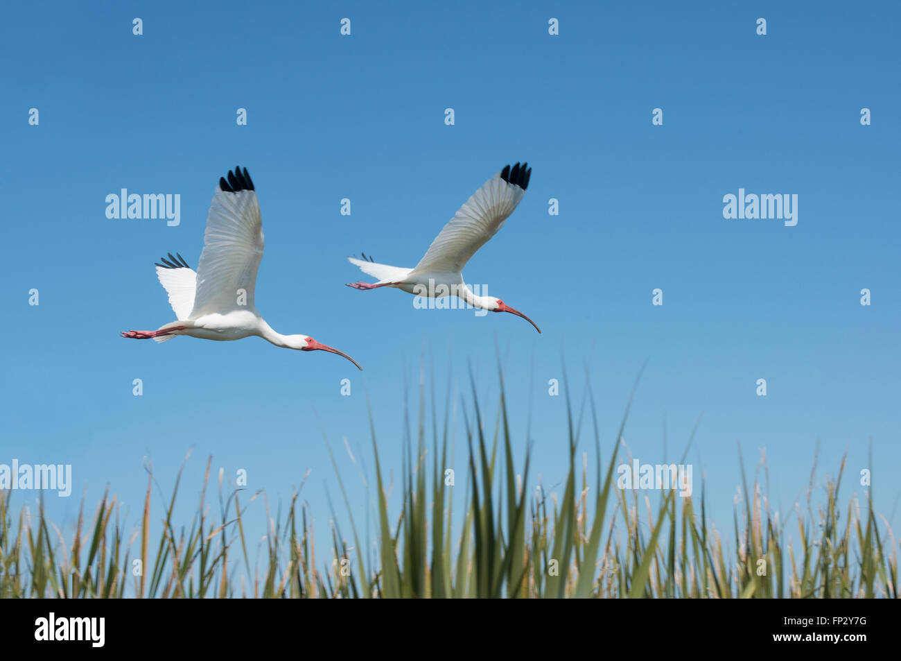 White Ibis in flight Stock Photo