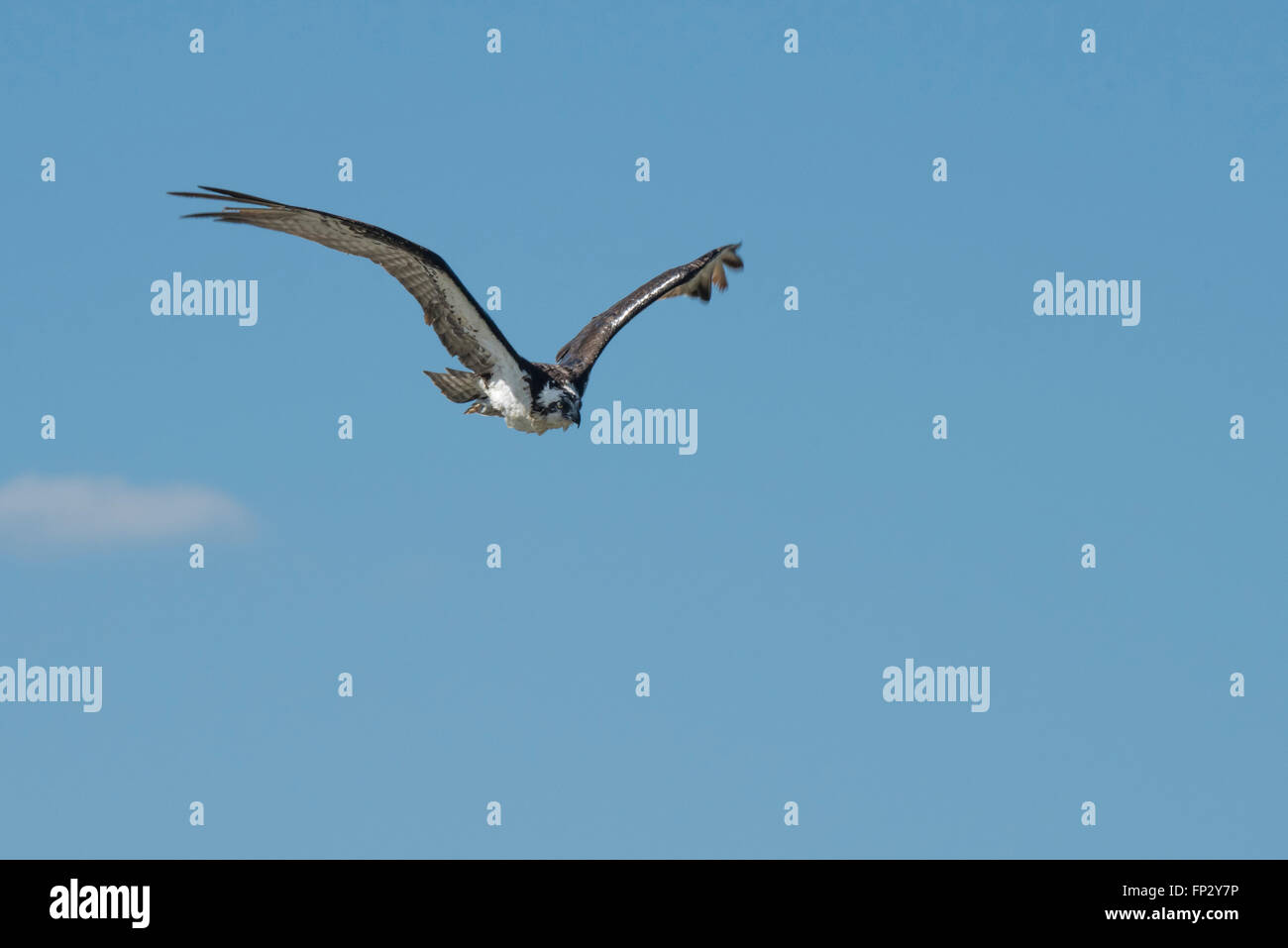Osprey bird in flight toward us Stock Photo