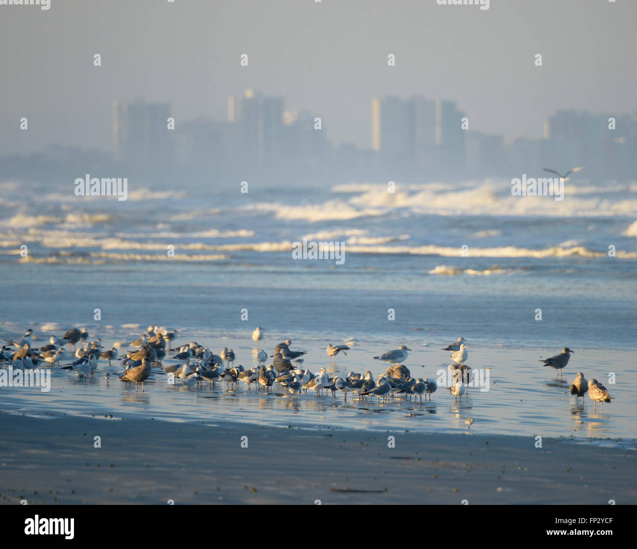 Wintering shore birds on beach at Lighthouse Point Park, Ponce Inlet, Volusia County Florida USA. Daytona beach in distance Stock Photo