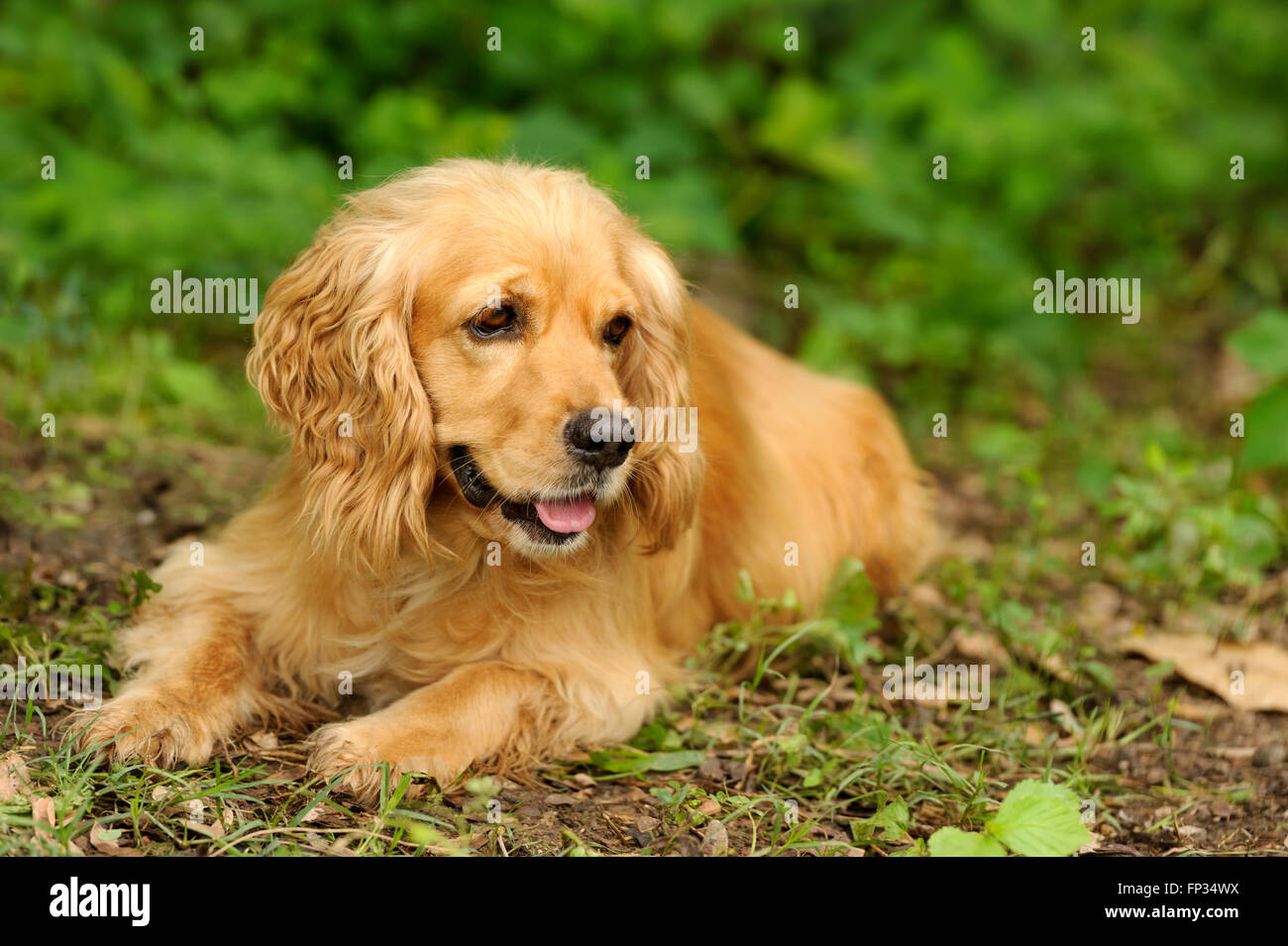 Cute dog is a beautiful Cocker Spaniel lying down in a nature setting. Stock Photo