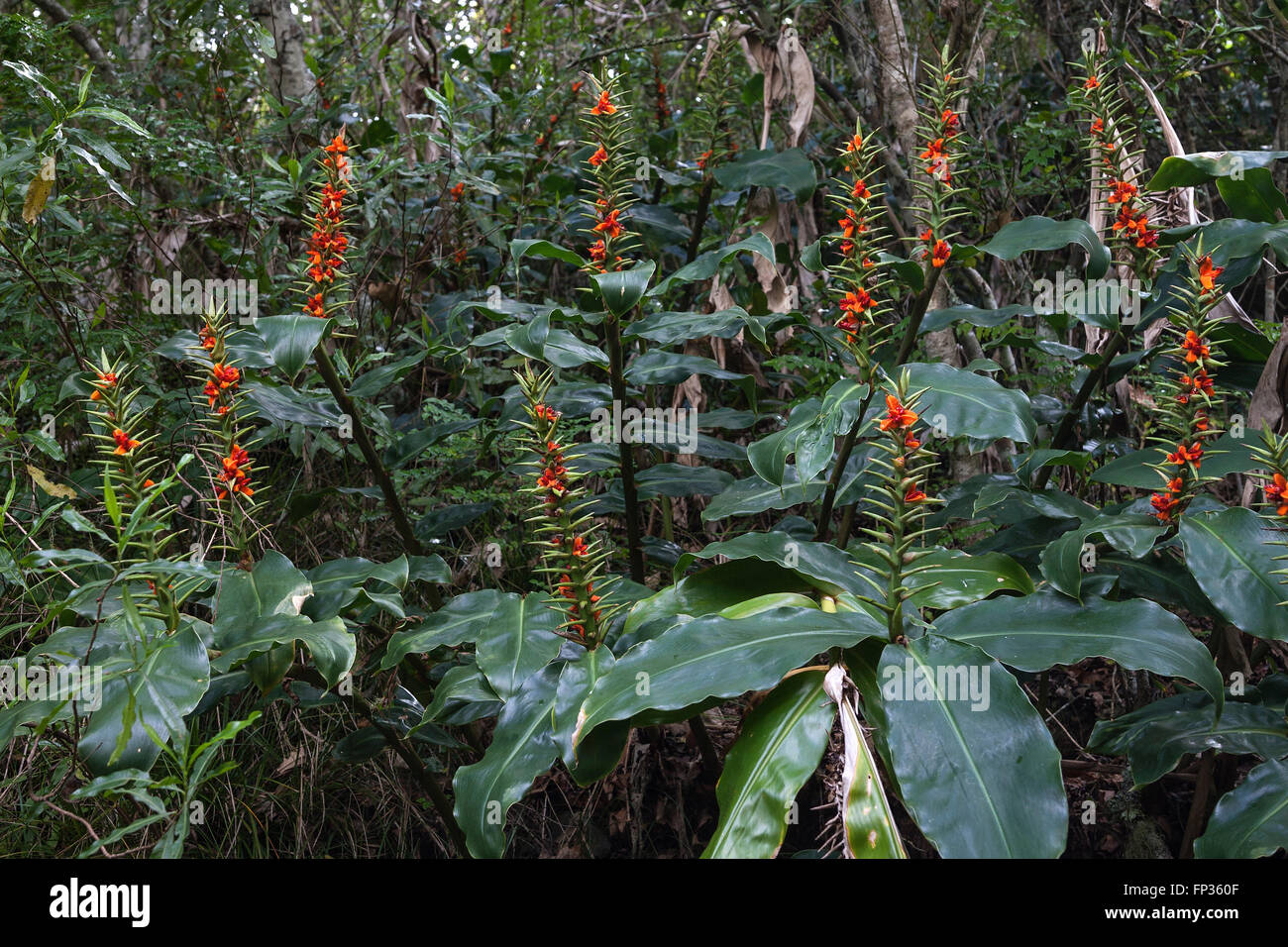 Fruit stand of Kahili ginger (Hedychium gardnerianum), Rainforest of the Cirque de Cilaos, La Reunion Stock Photo
