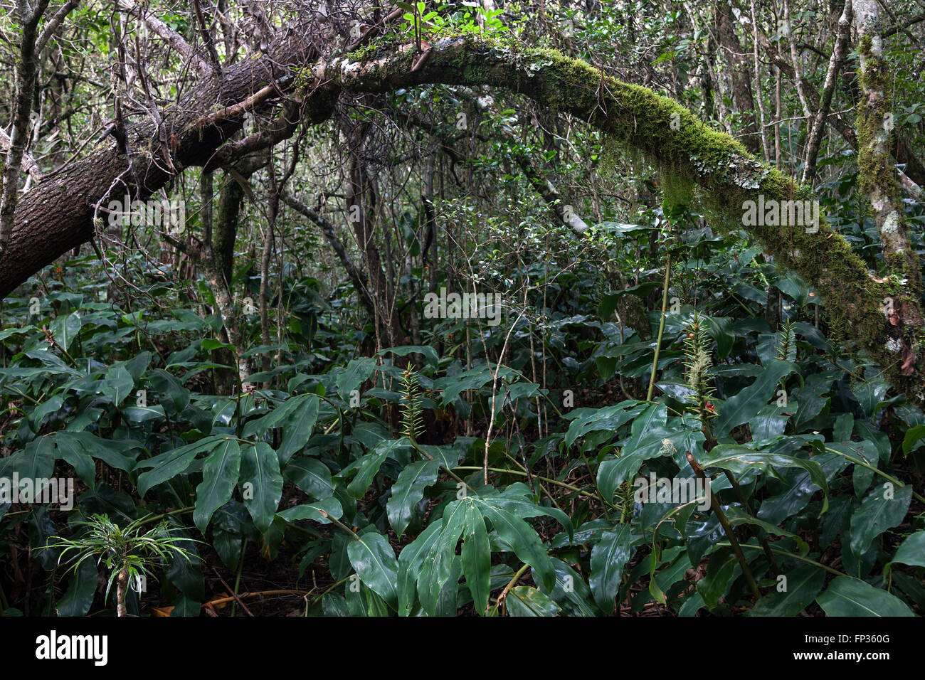 Tropical vegetation in the rainforest of the Cirque de Cilaos, UNESCO World Heritage Site, reunion Stock Photo