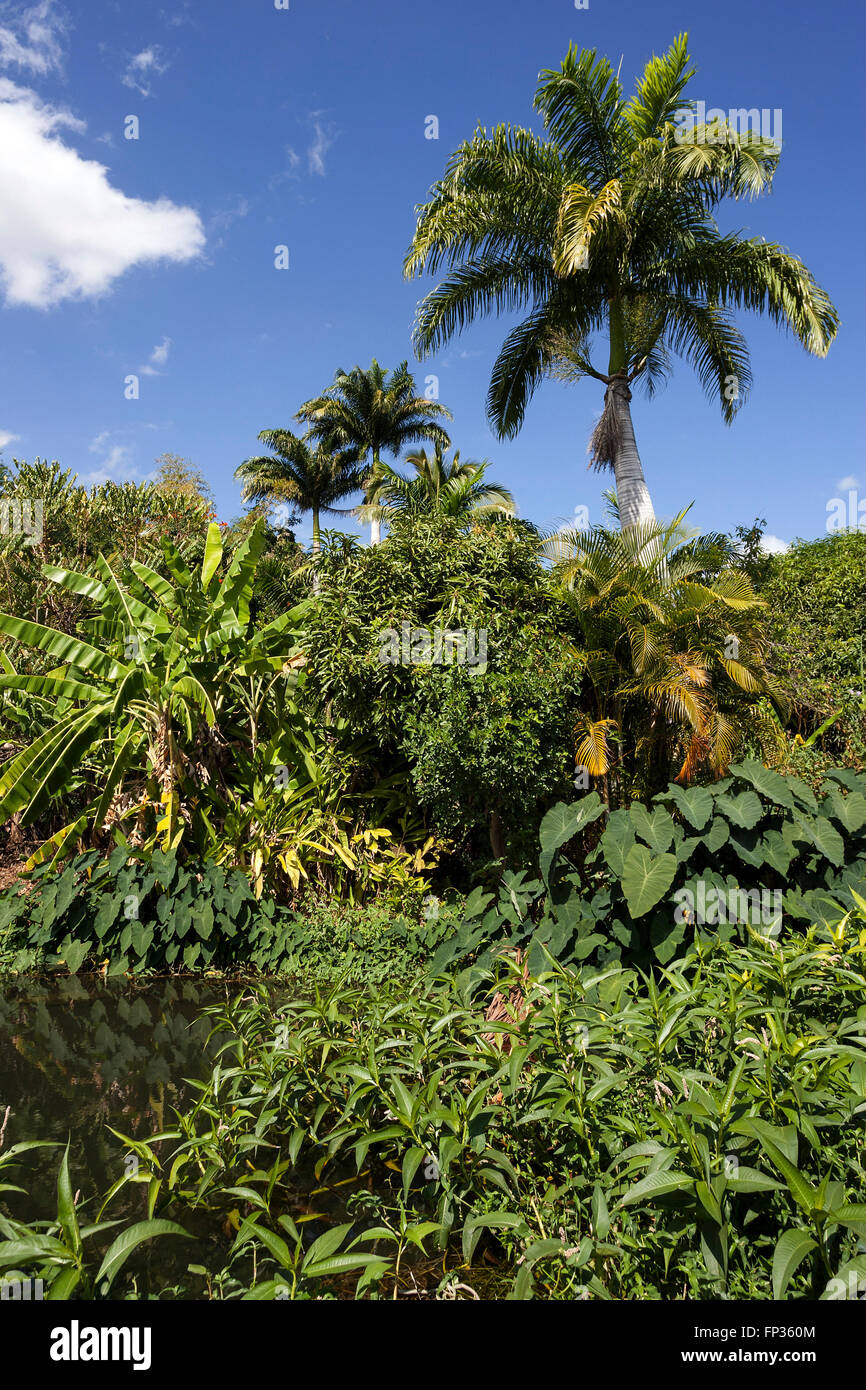 Tropical vegetation with banana and palm trees, Réserve Naturelle Nationale Etang de Saint-Paul nature reserve, La Reunion Stock Photo