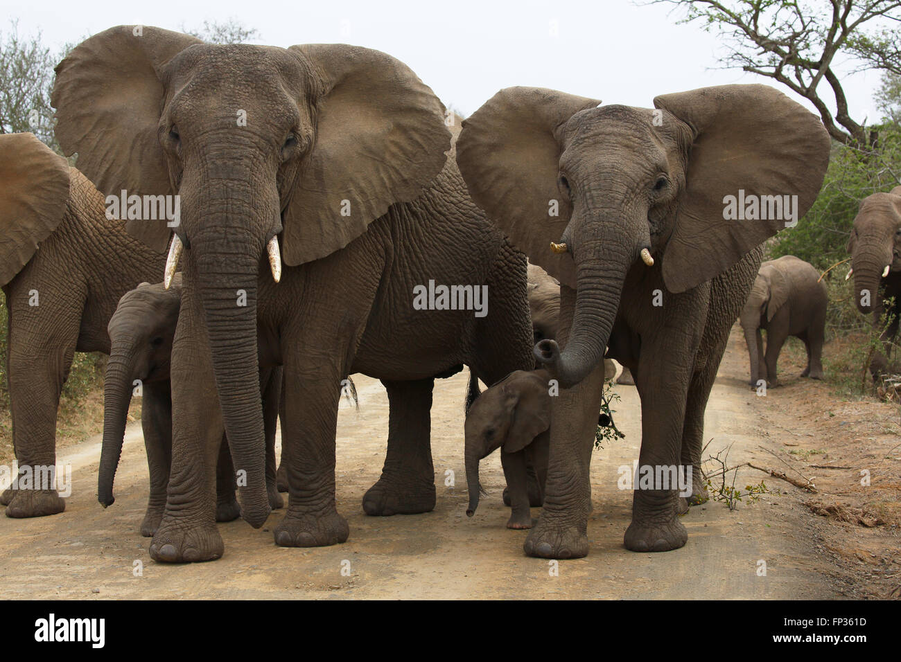 African elephants (Loxodonta africana) with calves, older animals securing the crossing of the road for calves Stock Photo