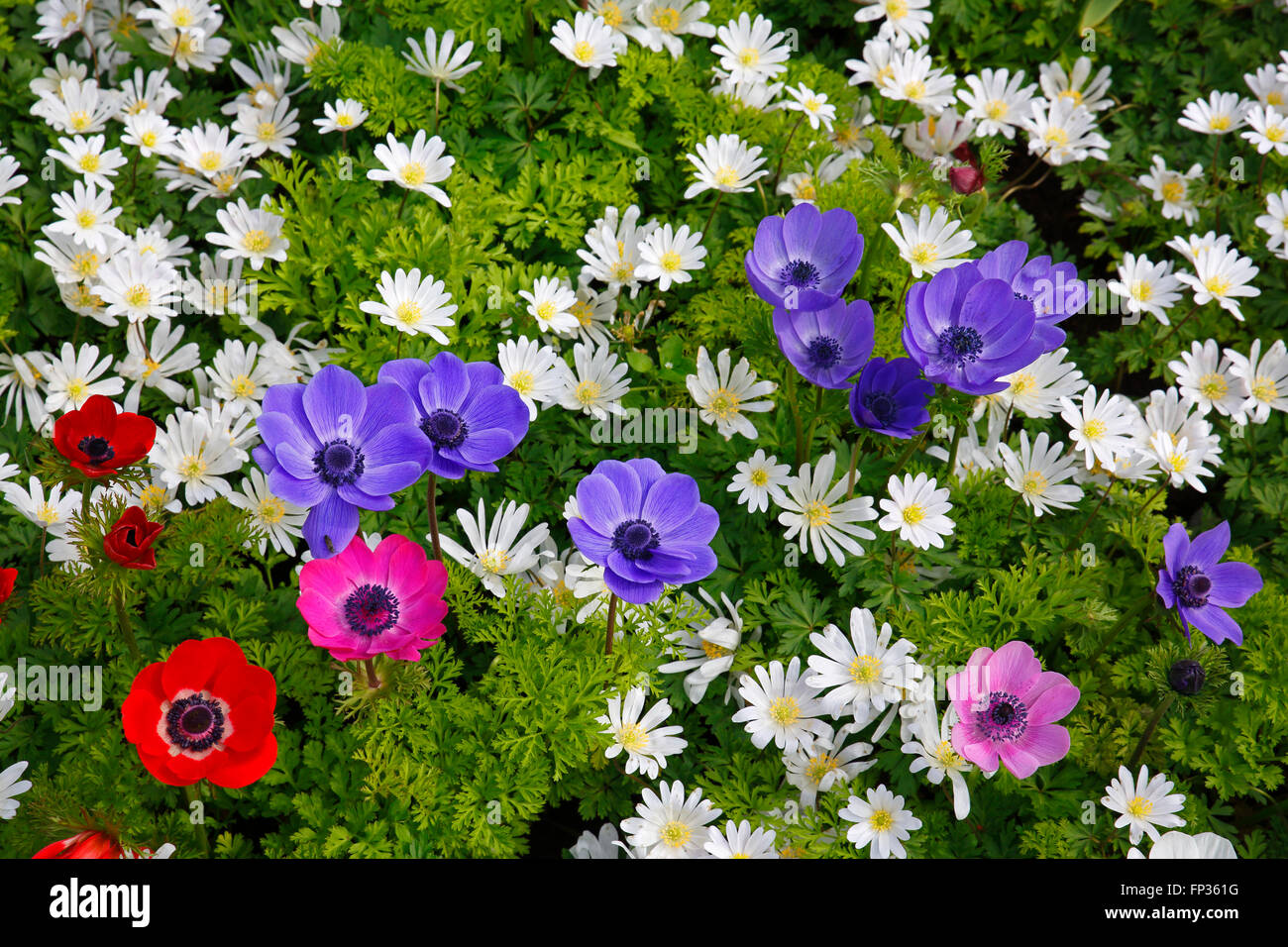Different anemones in a spring flower bed, poppy anemone (Anemone coronaria De Caen variety) and winter windflower (Anemone Stock Photo