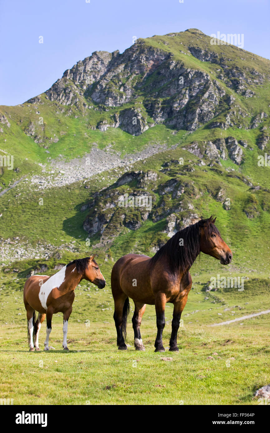 Noriker and Pinto, brown, on pasture, Sintersbach Hochalm pasture, Kitzbühel Alps, Tyrol, Austria Stock Photo