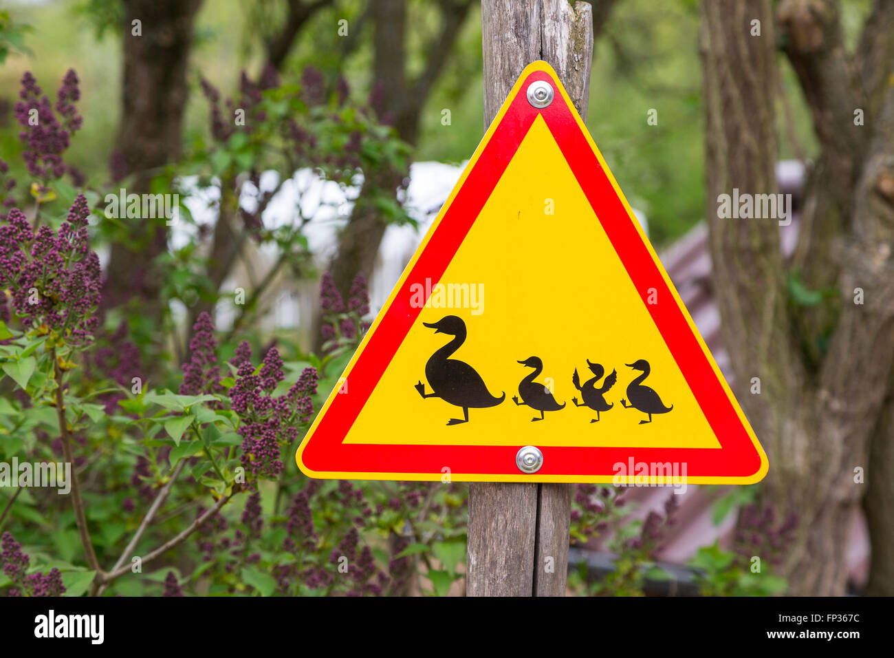 Road sign, Attention duck with pups Stock Photo