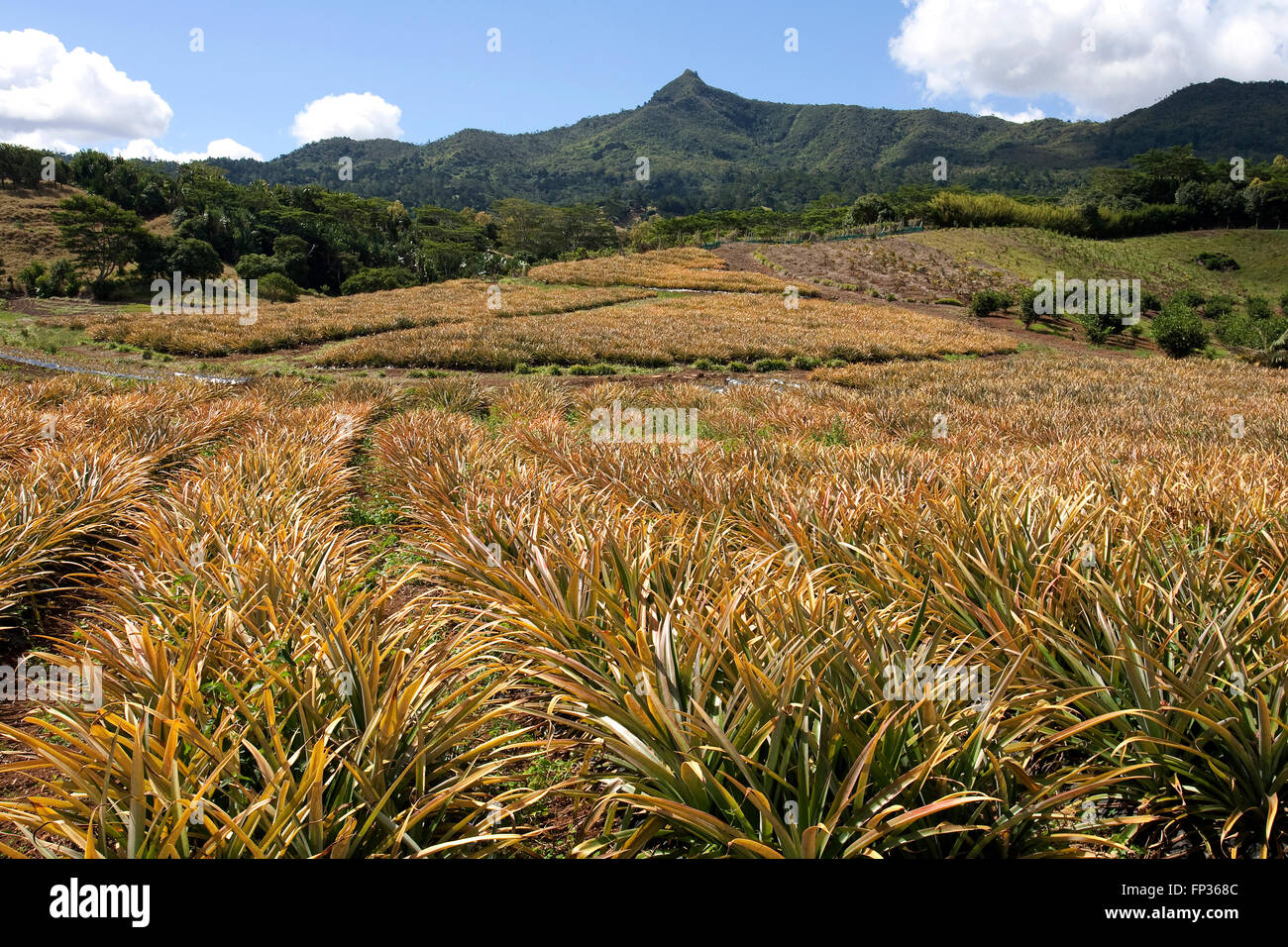 Pineapple (Ananas comosus), plantation near Chamarel, Mauritius Stock Photo